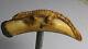 19th Century Southern Folk Art Carved Boars Tooth Alligator Corkscrew