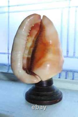 Antique Victorian Carved Seashell on Wood Stand Old Folk Art