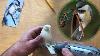 Carving A Chickadee Power Carving A Bird