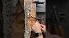Carving A Greenman In Cottonwood Bark Aleclacasse Woodworking Wood Woodcarving Carving Art