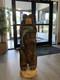 Chainsaw Carved Bear Holding A Fish, 48 Inches Tall, 13 Inches. Hand Painted