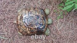 Chainsaw Carving Turtle Tortoise Wood Carving Wood Sculptures Garden Art