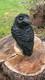 Cute Crow Raven Chainsaw Carving
