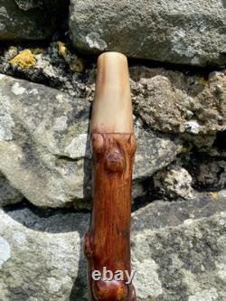 Fabulous 19th Century Folk Art Hedgerow Walking Cane With Carved Head & Horn Tip