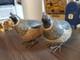 Folk Art Boxes Hand Carved Pair Of 2 Quail Oak Wood By Palecek Box Oakwood