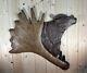 Hand Carved Bear Wall Moose Antler Art Chainsaw Carving Rustic Cabin Folk Art