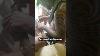 Hand Carved Swordfish Rostrum Polynesianart Woodcarving Tiki