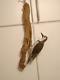 Vintage Hand Carved Woodpecker Art Sculpture Artist Signed Walter T. Powell