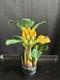 Vintage Wooden Banana Tree Sculpture 12 Hand Carved Painted Folk Art Decor