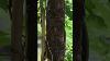 Wood Spirit Folk Art Dryad Carving Among The Wisteria Vines Arts De Folle Shorts