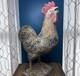 Antique Du Xixe Si&egrave;cle Coq En Bois Sculpt&eacute; &agrave; La Main, Art Populaire Polychrome, Poulet De Ferme 21
