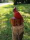 Cardinal Rouge Miniature Unique En Bois De C&egrave;dre Sculpt&eacute; &agrave; La Tron&ccedil;onneuse 12