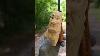 Caricature En Bois Sculptée à La Main D'alfred Hitchcock, Art Populaire, Artiste Du Bois